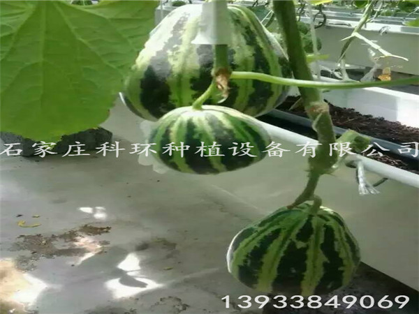 香瓜91无码人妻精品一区二区蜜桃